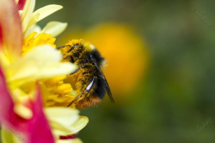 pollinator bee well honey farm