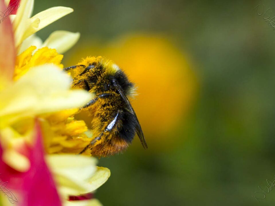 bee well honey farm