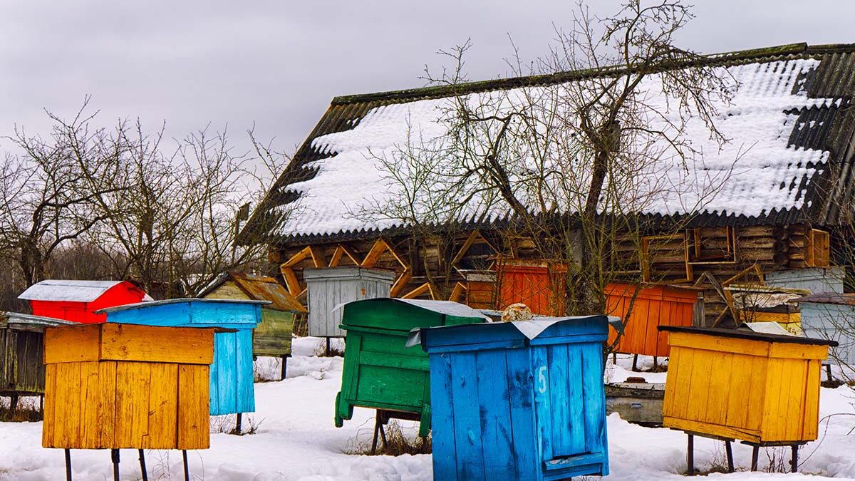 beekeeping tips for december bee well honey farm