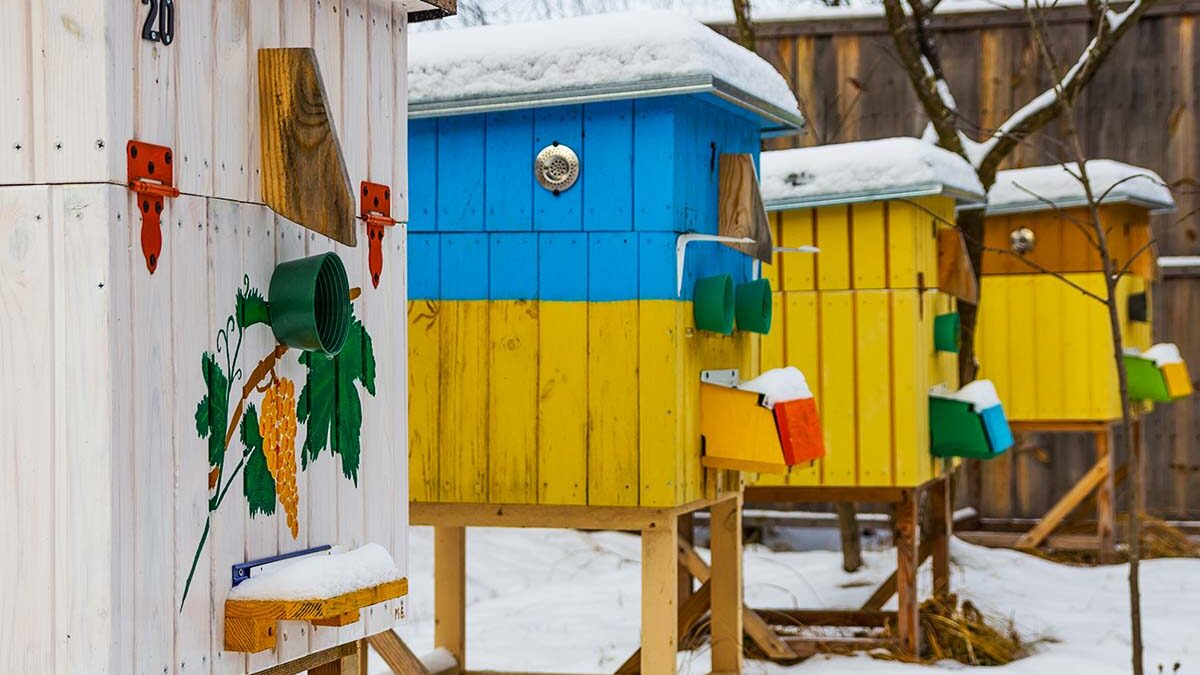 beekeeping tips for february bee well honey