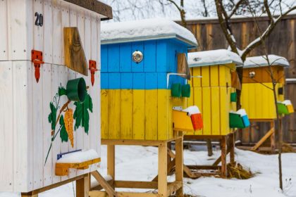 Beehives in the apiary in winter close-up beekeeping tips for february bee well honey