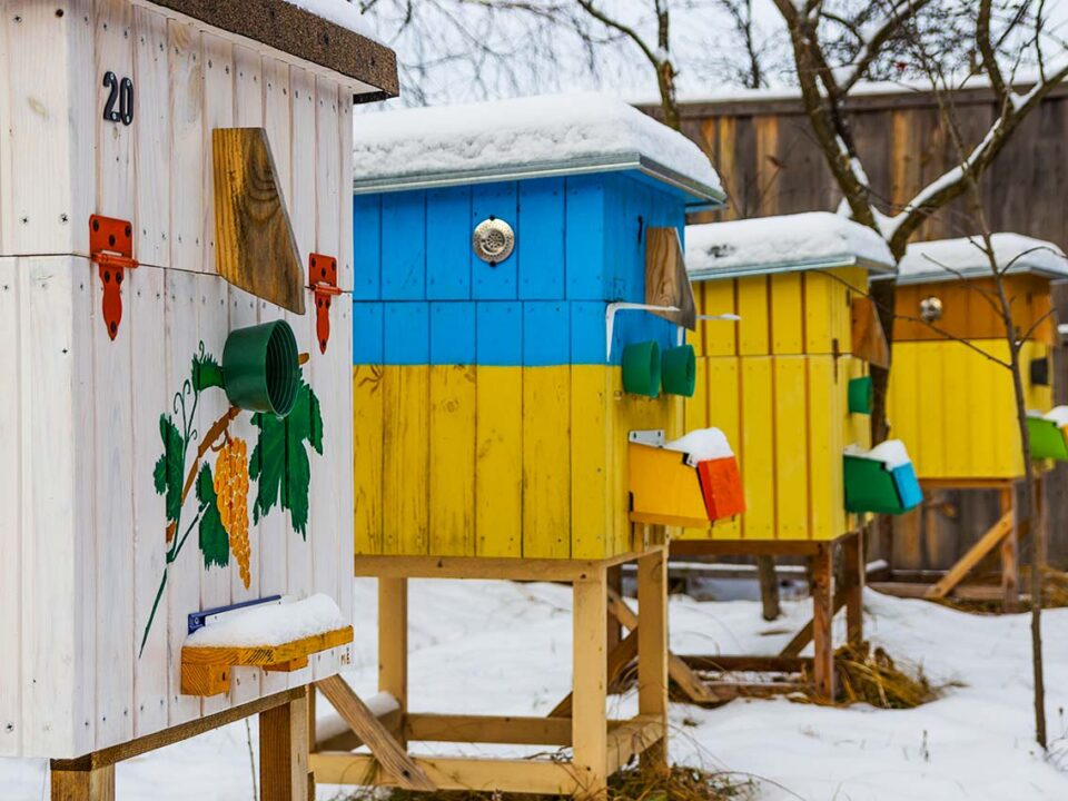 beekeeping tips for february bee well honey