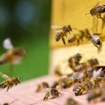 tips for purchasing bees bee well honey farm
