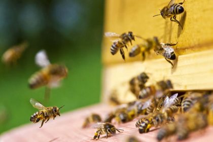 Honigbiene tips for purchasing bees bee well honey farm