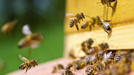 tips for purchasing bees bee well honey farm