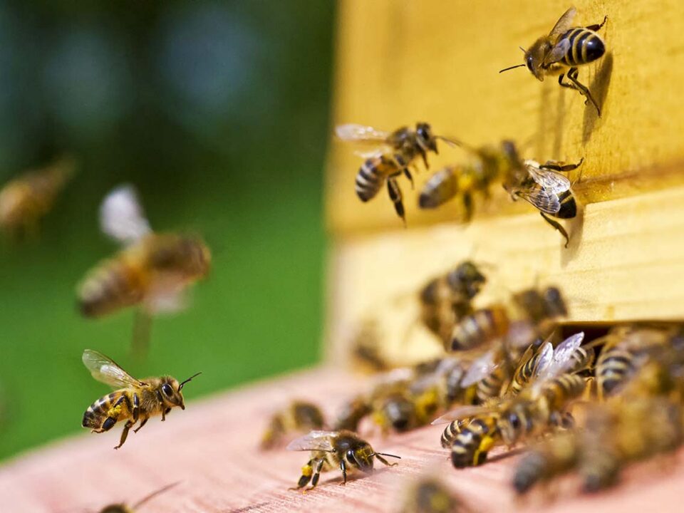 tips for purchasing bees bee well honey farm