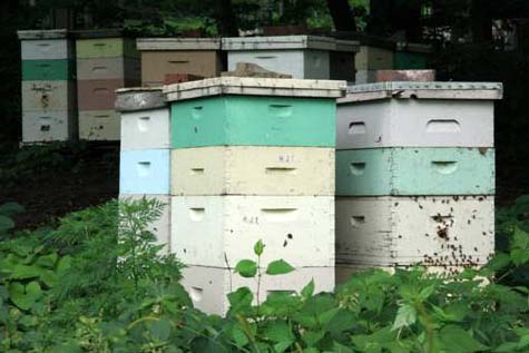 bee well honey farm