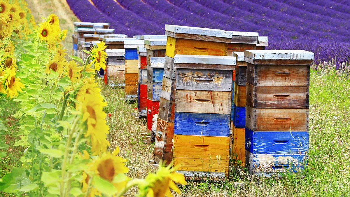 bee supplies