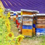 bee supplies
