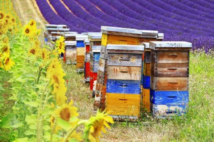 lavander fields and beehive in Provence, France bee supplies