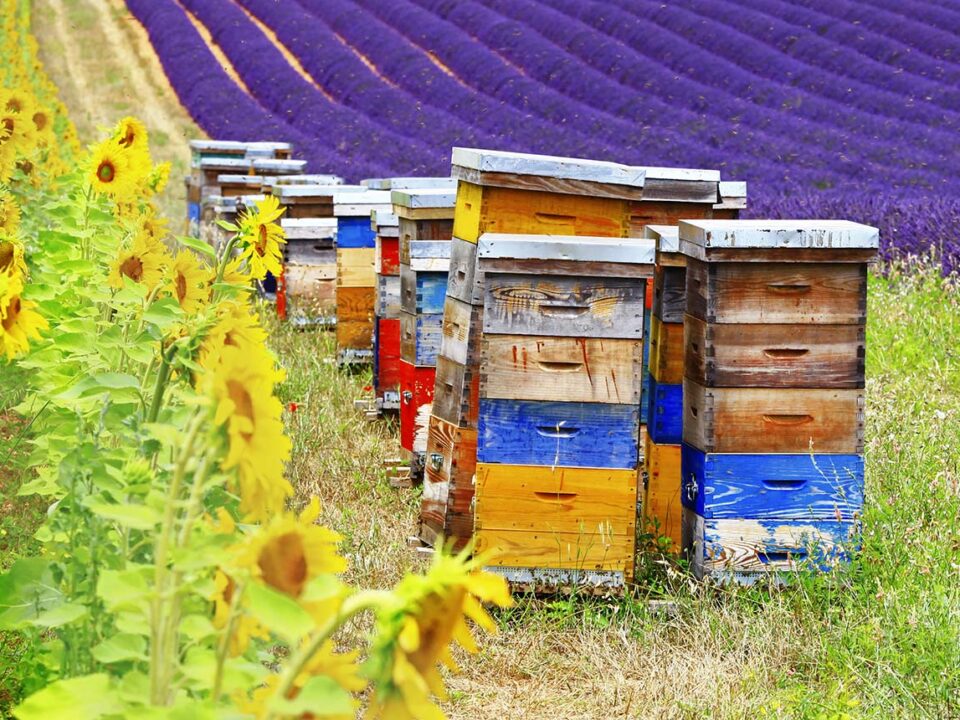 bee supplies