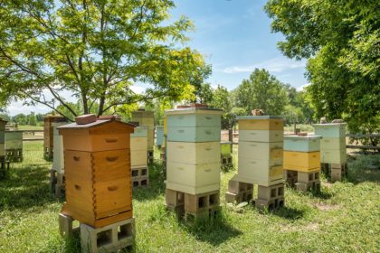 Bee Hives