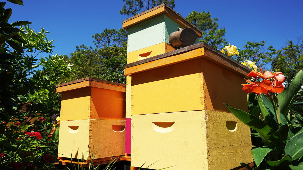 beekeeping tips for may