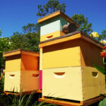 beekeeping tips for may