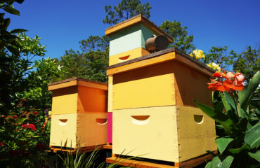beekeeping tips for may