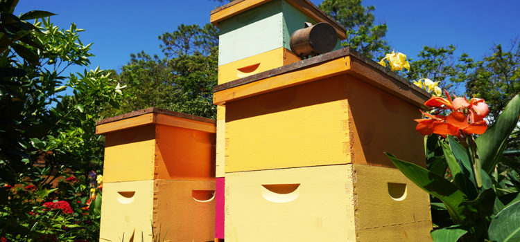 beekeeping tips for may