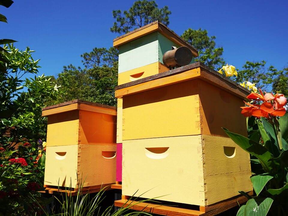 beekeeping tips for may