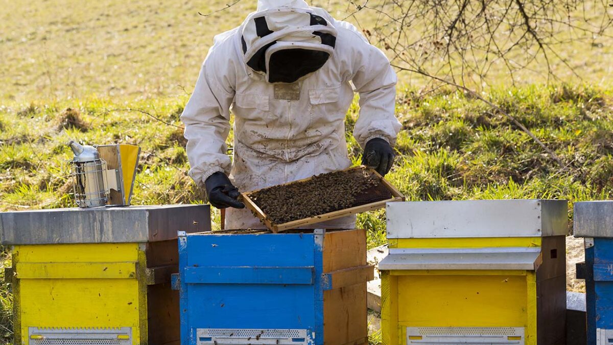 beekeeper
