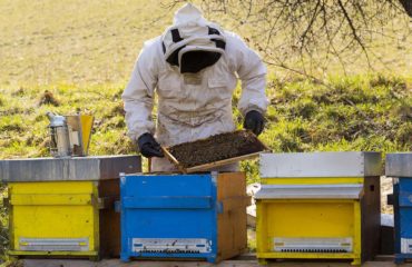 beekeeper