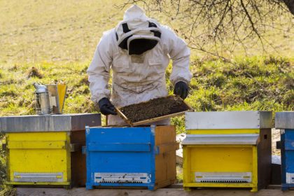 Beekeeper at work beekeeper