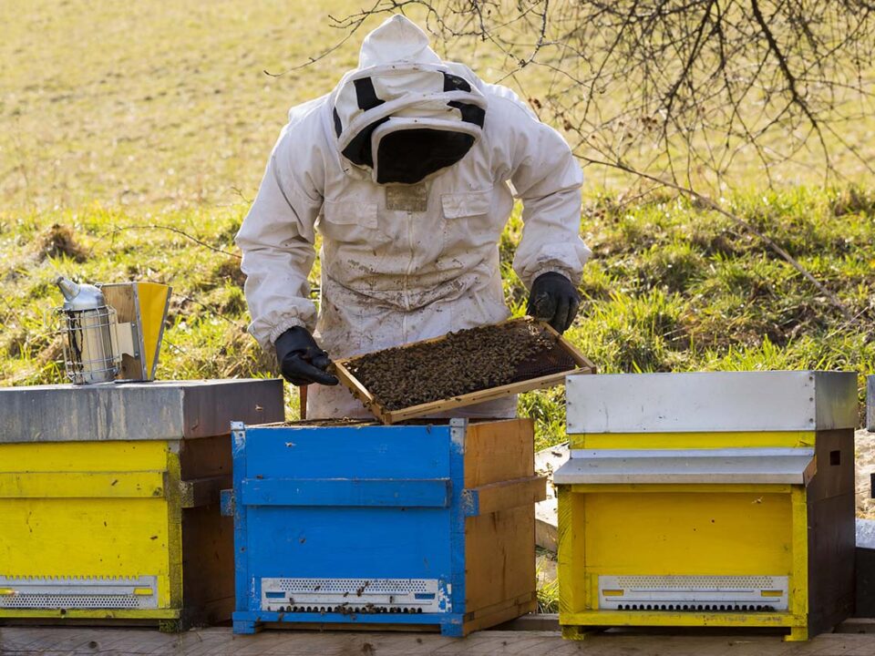 beekeeper