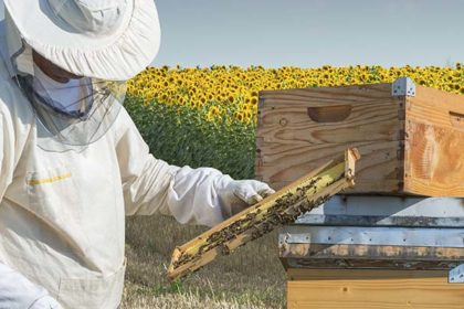 Tips And Tricks From Beekeeper Kerry Owen - Bee Well Honey Farm