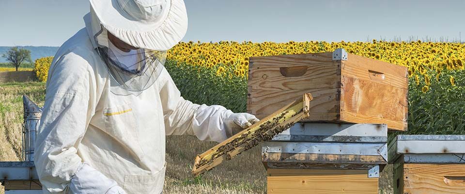 bee well honey farm