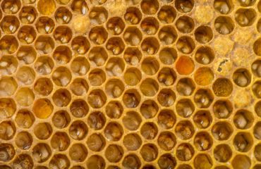 get rid of that laying work bee