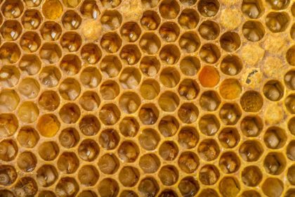 bee combs with bee eggs and young bees get rid of that laying work bee