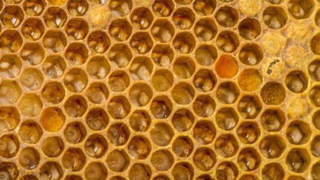 get rid of that laying work bee