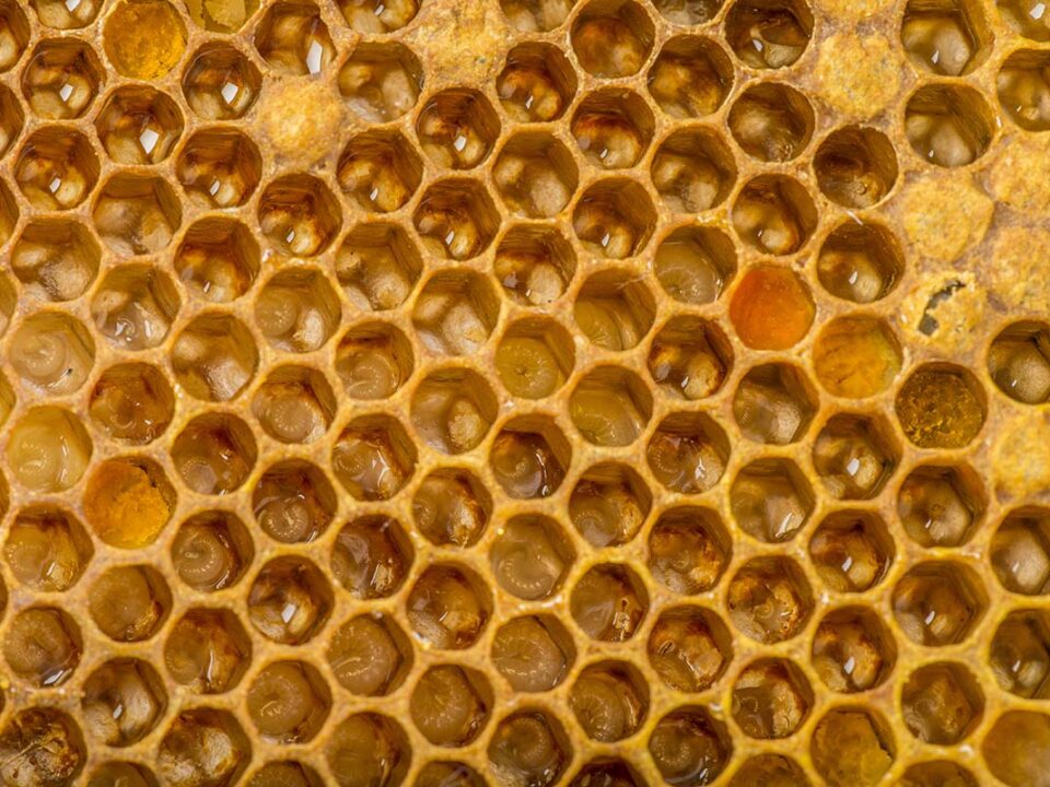 get rid of that laying work bee