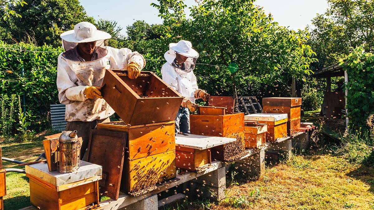 beekeeping tips for September