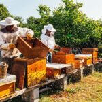 beekeeping tips for September