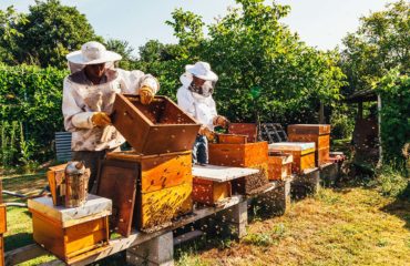 beekeeping tips for September