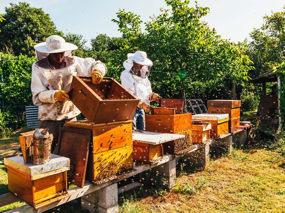 beekeeping tips for September