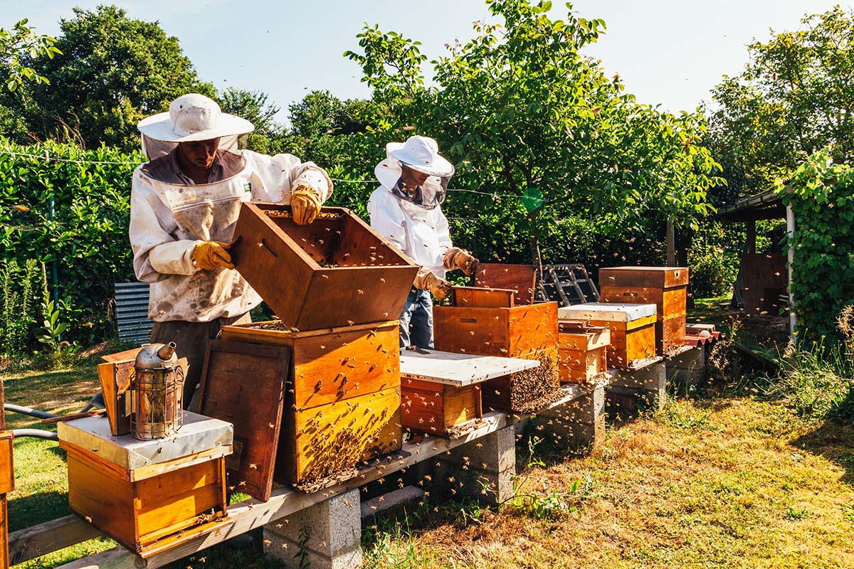 Beekeeping Bootcamp Bee Well Honey Farm 0687