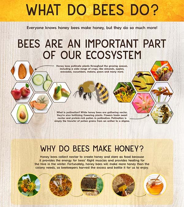 what do bees do