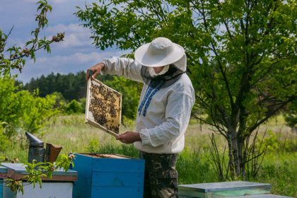 Beekeeper is working with bees and beehives on the apiary. Beekeeper on apiary. colony inspections