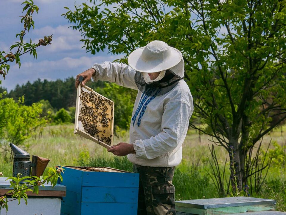 colony inspections