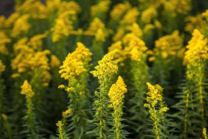 Blooming goldenrod (Solidago canadensis). In many parts of Europ