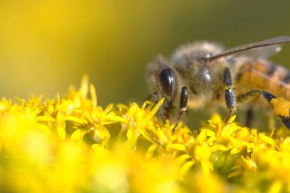 honey bee on goldenrod