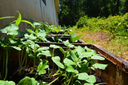 vegetable plant