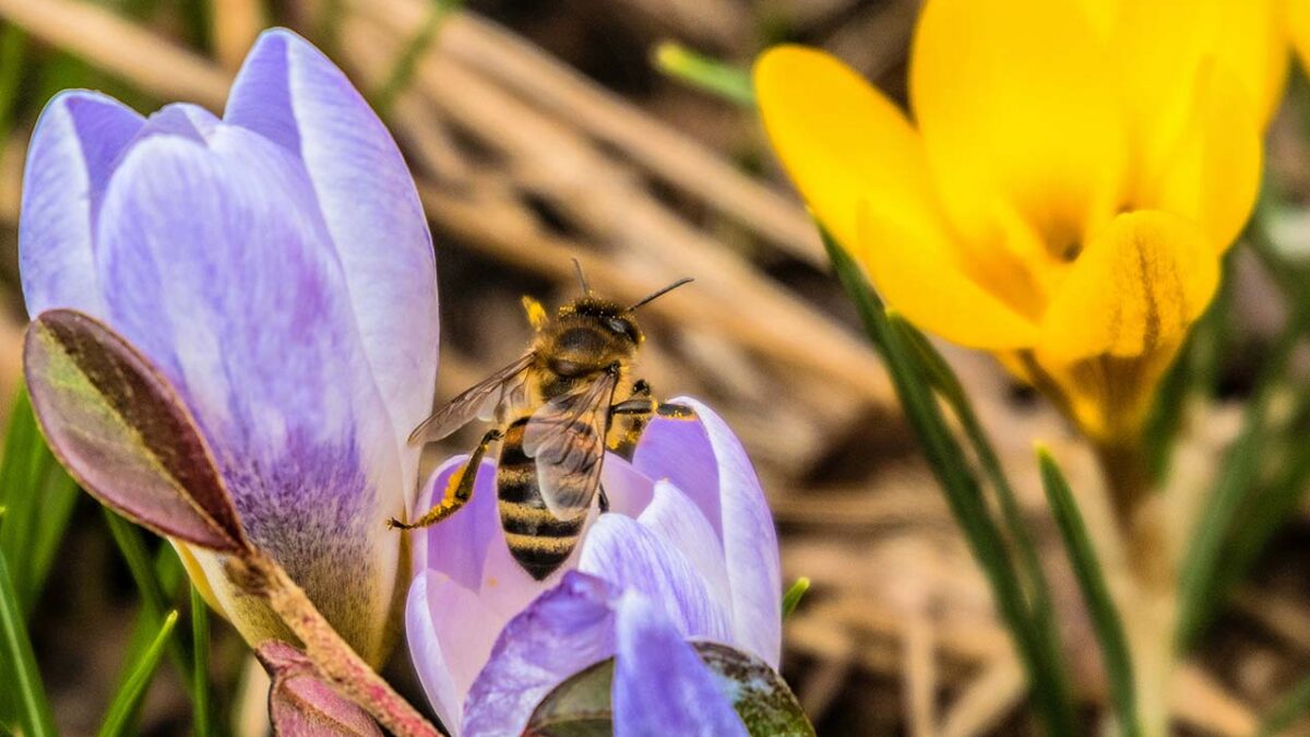 beekeeping tips for march