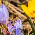 beekeeping tips for march