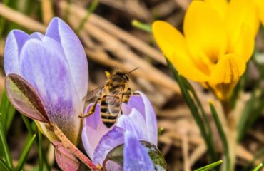beekeeping tips for march