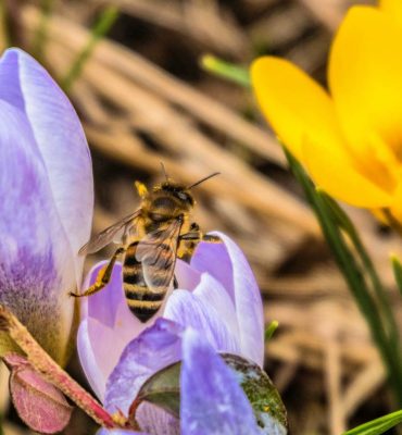 beekeeping tips for march