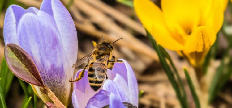 beekeeping tips for march