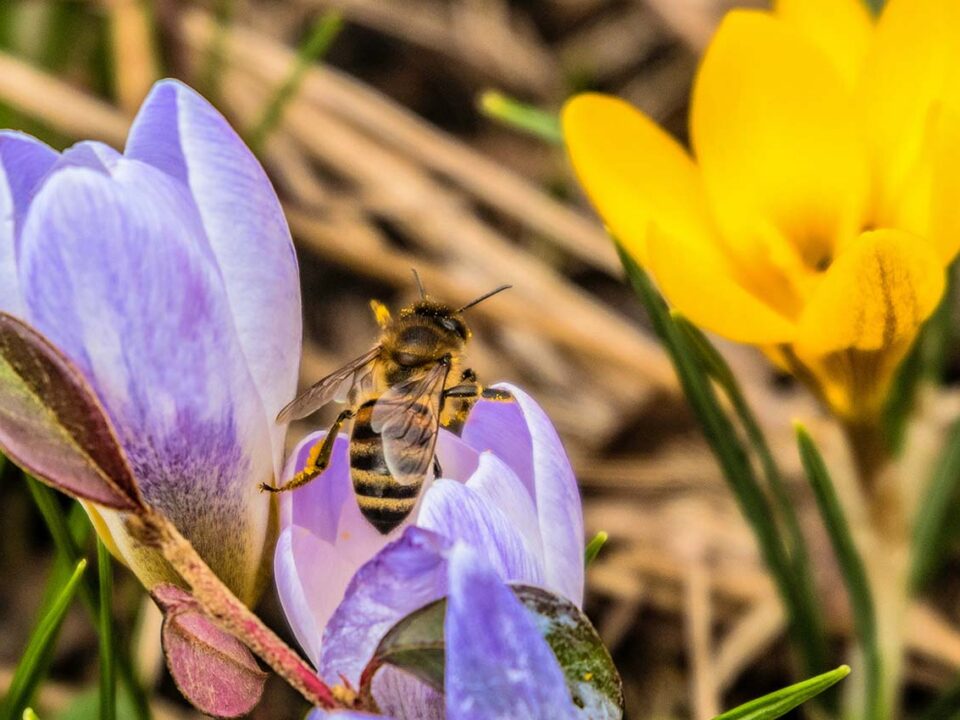 beekeeping tips for march