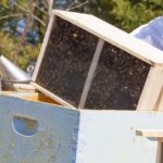 how to install package bees