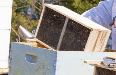how to install package bees